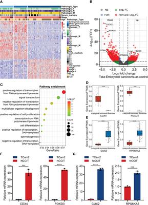 Comprehensive characteristics of pathological subtypes in testicular germ cell tumor: Gene expression, mutation and alternative splicing